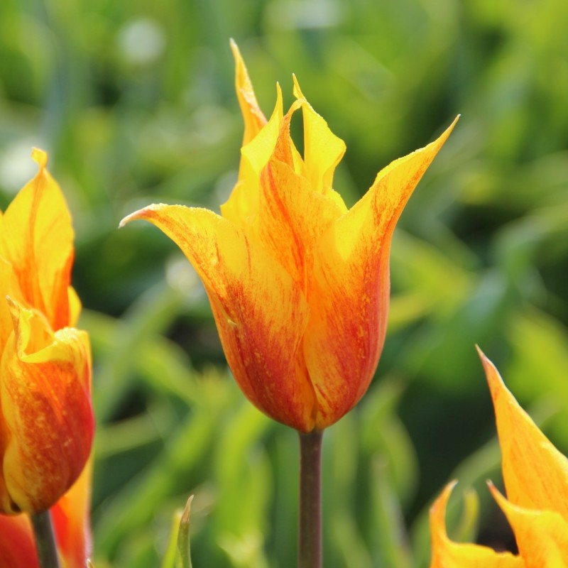 Tulipa 'Vendee Globe'