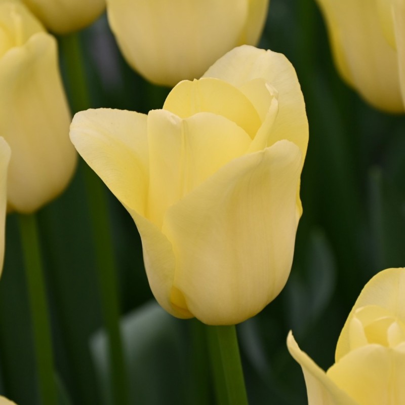 Tulipa 'World Friendship'