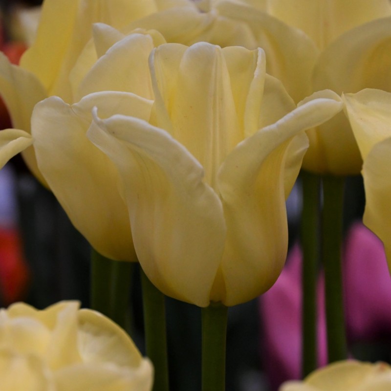Tulipa 'World Friendship'
