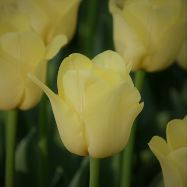 Tulipa 'World Friendship'
