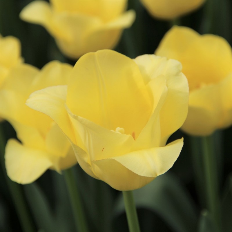 Tulipa 'World Friendship'