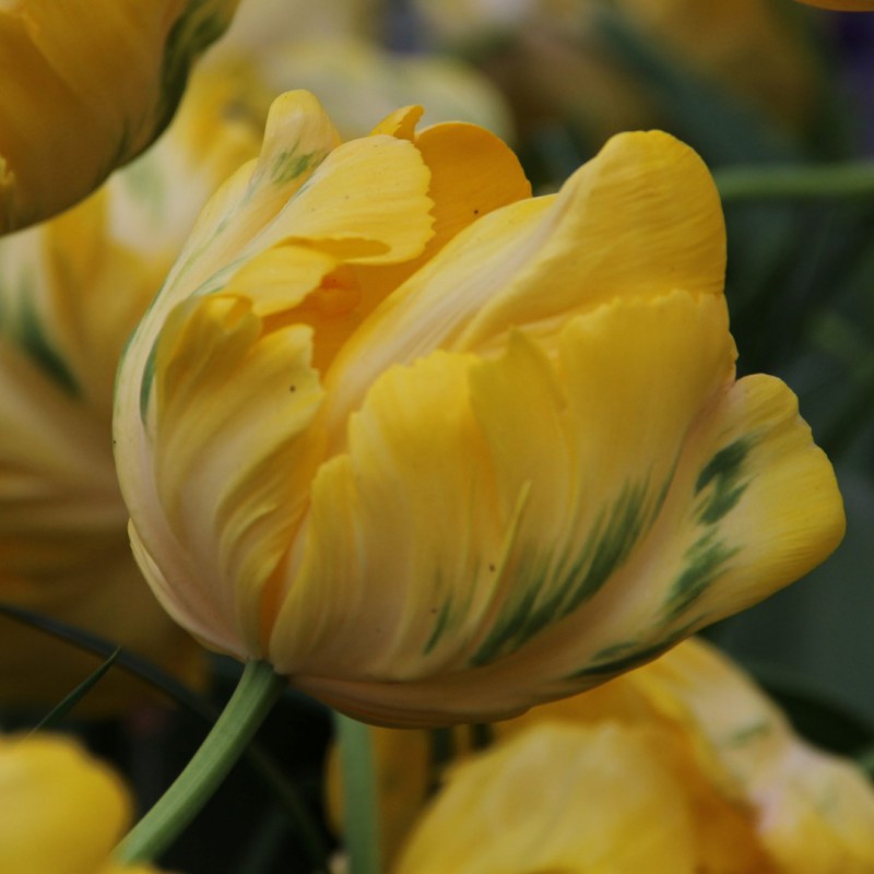 Tulipa 'Yellow Madonna'