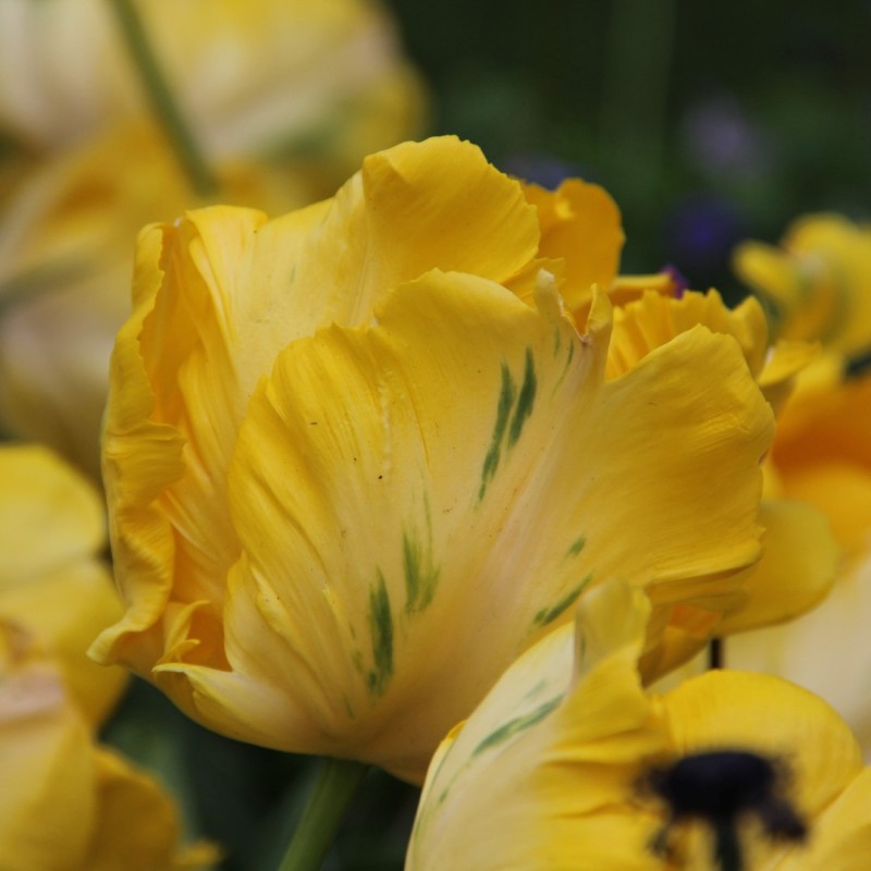 Tulipa 'Yellow Madonna'