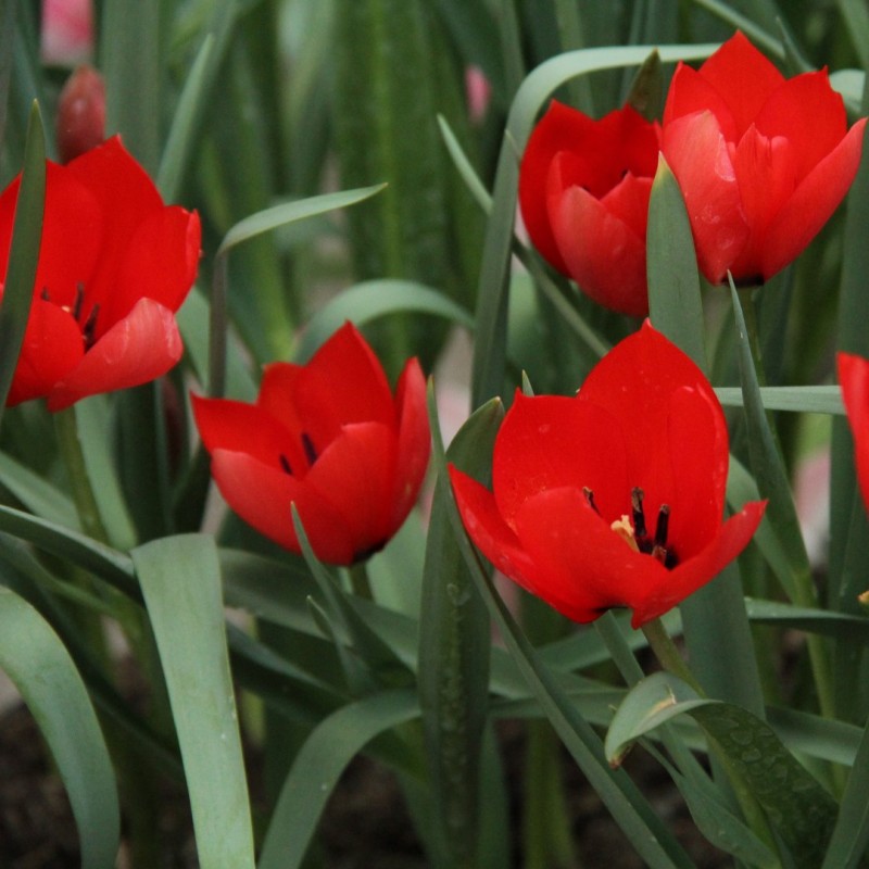 Tulipa batalinii 'Red Hunter'
