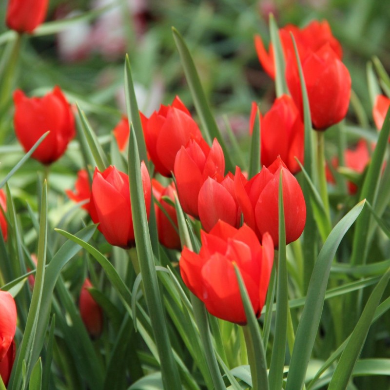 Tulipa batalinii 'Red Hunter'