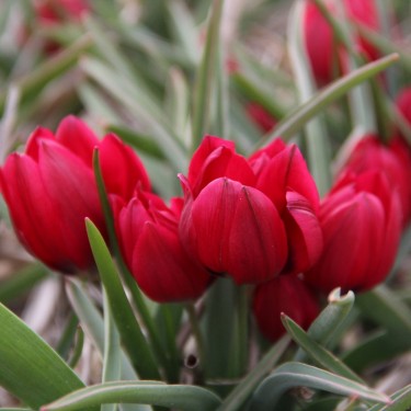 Tulipa humilis 'Lilliput'