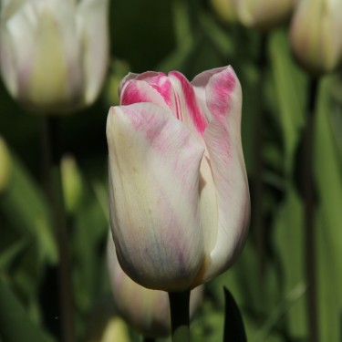 Tulipa 'Graceland'