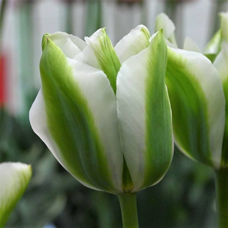 Tulipa 'Green Acres'