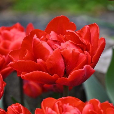 Tulipa 'Red Princess'