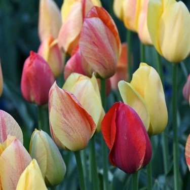 Tulipa 'Rhapsody of Smiles'