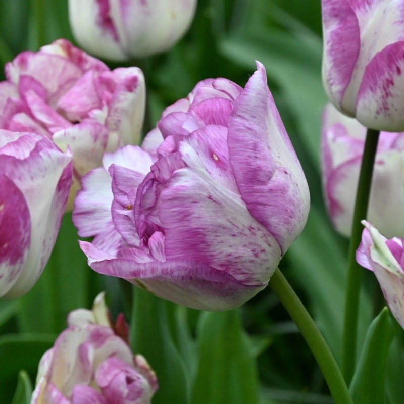 Tulipa 'Shirley Double'
