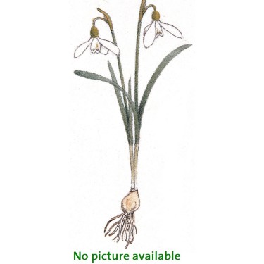 Galanthus 'Scrooge'
