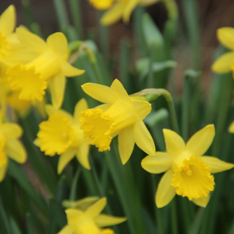Narcissus asturiensis 'Piccolini'