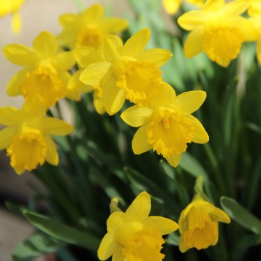 Narcissus asturiensis 'Piccolini'