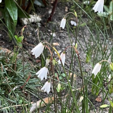 Acis autumnalis 'September Snow'