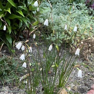 Acis autumnalis 'September Snow'