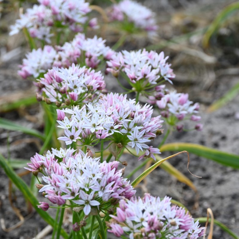 Allium 'Cameleon'