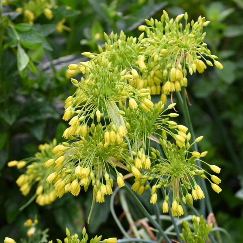 Allium chloranthum 'Yellow...