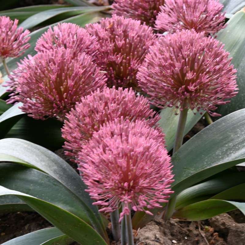 Allium nevskianum