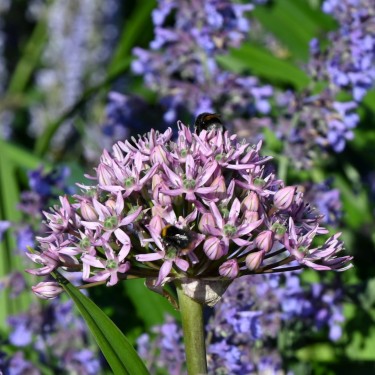 Allium nigrum 'Pink Jewel'