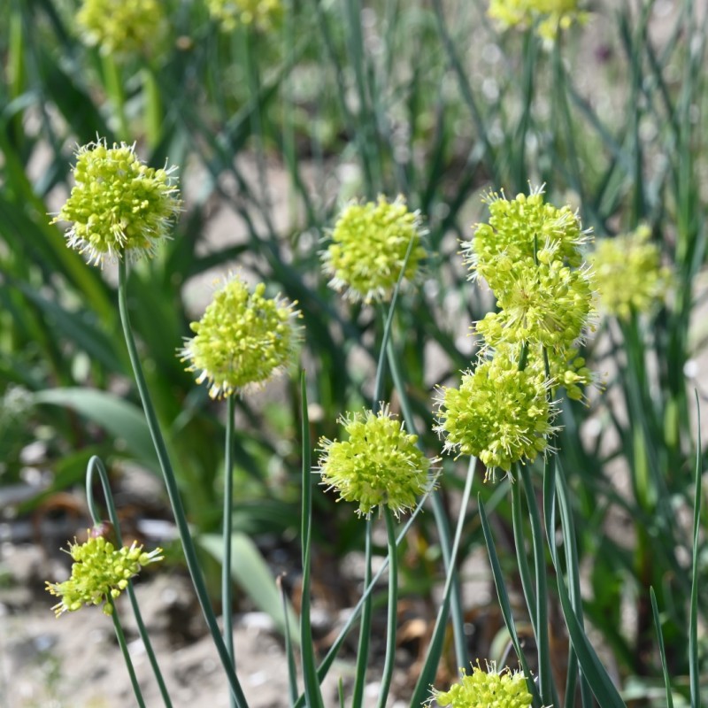 Allium obliquum