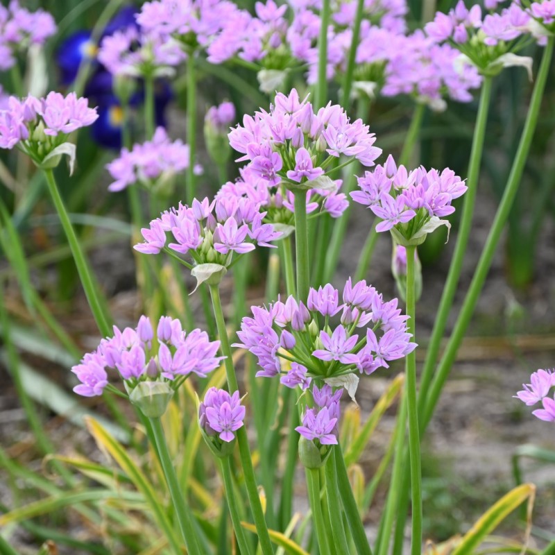 Allium unifolium