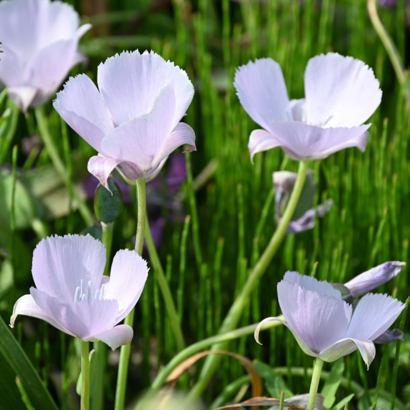 Calochortus 'Cupido'