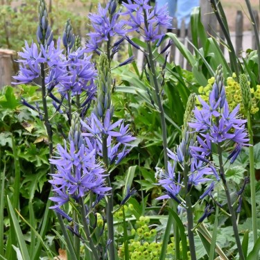 Camassia leichtlinii 'Caerulea'