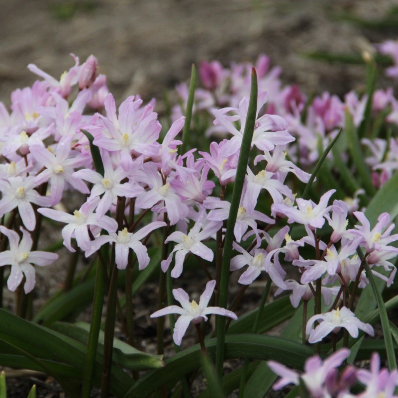 Chionodoxa 'Pink Giant'