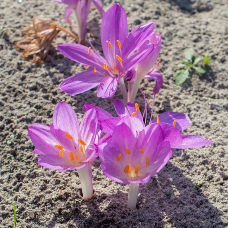 Colchicum cilicicum 'Purpureum'