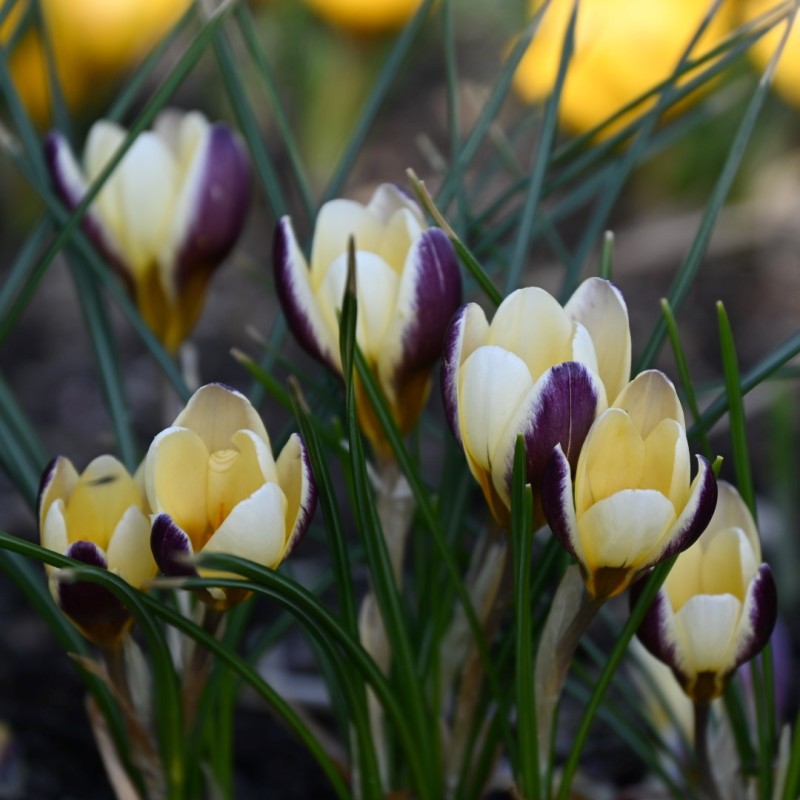 Crocus chrysanthus 'Herald'