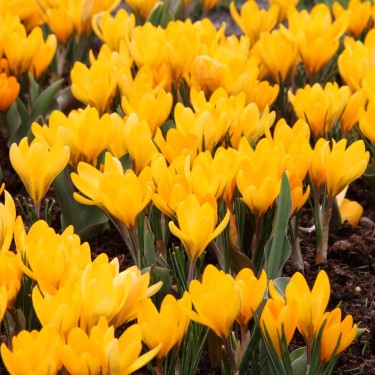 Crocus flavus 'Golden Yellow'