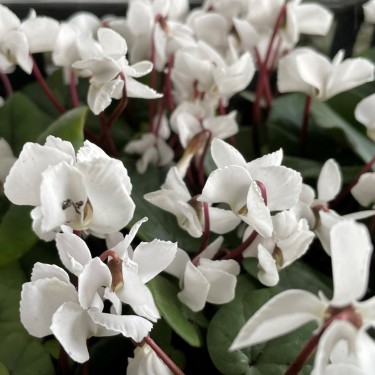 Cyclamen coum forma albissimum