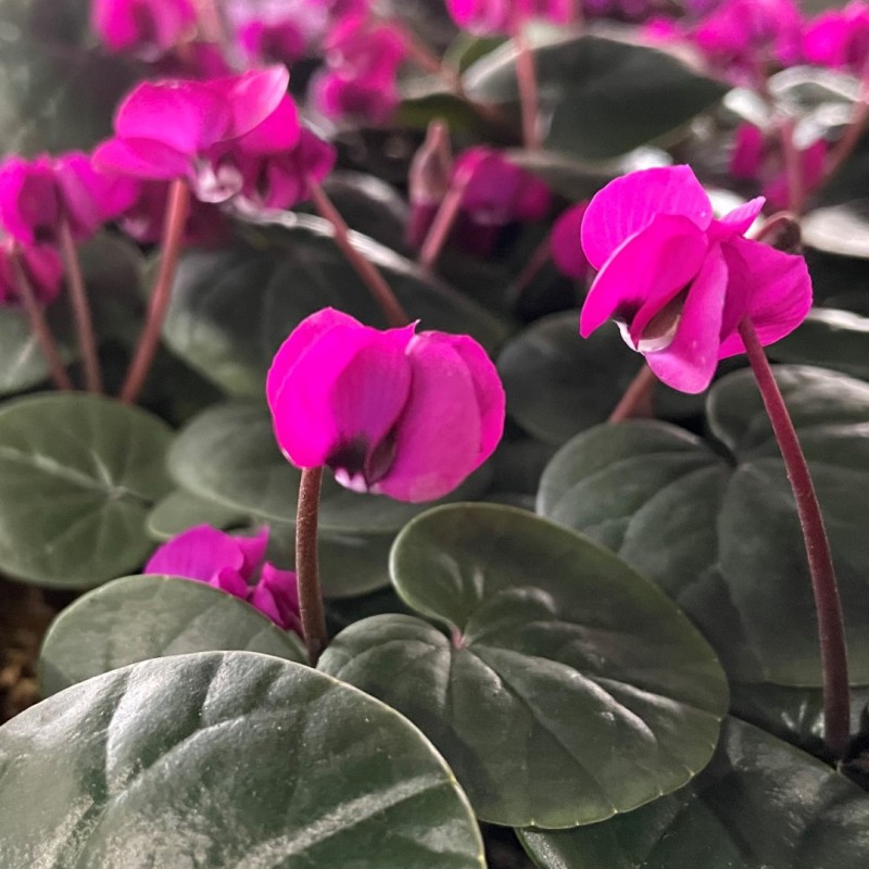 Cyclamen coum 'Meaden's Crimson' Cyclamen coum 'Meaden's Crimson'