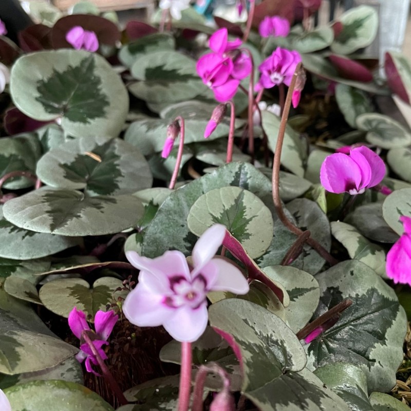 Cyclamen coum -Xmas Tree Pink-