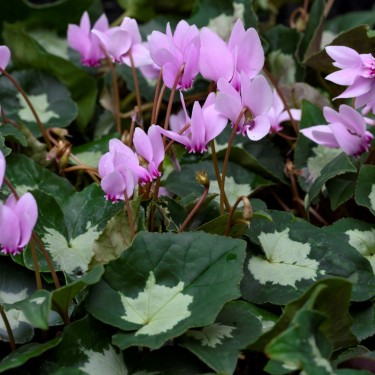 Cyclamen hederifolium -Leaf type 2-