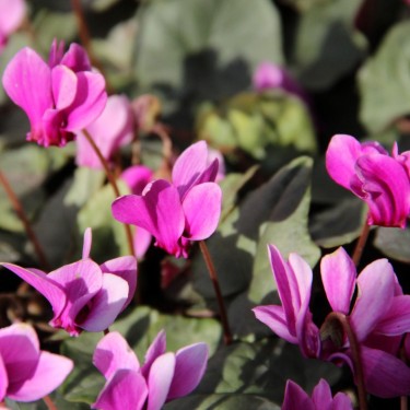 Cyclamen hederifolium -Silver Leaf Pink-
