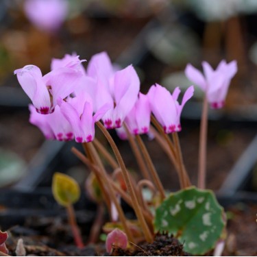 Cyclamen mirabile