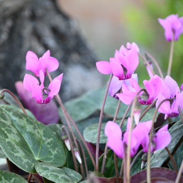 Cyclamen purpurascens Cyclamen purpurascens