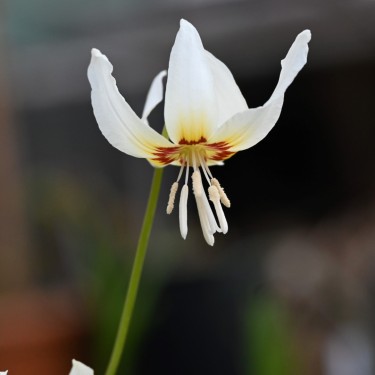 Erythronium californicum