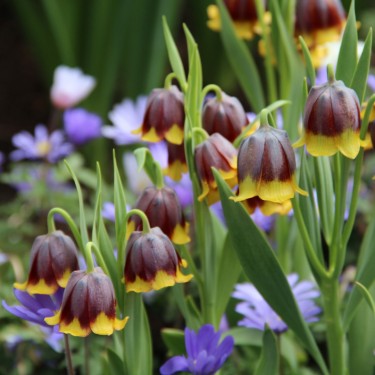 Fritillaria michailovskyi