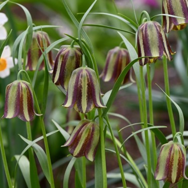 Fritillaria olivieri