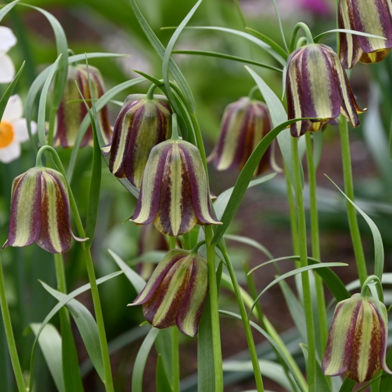 Fritillaria olivieri