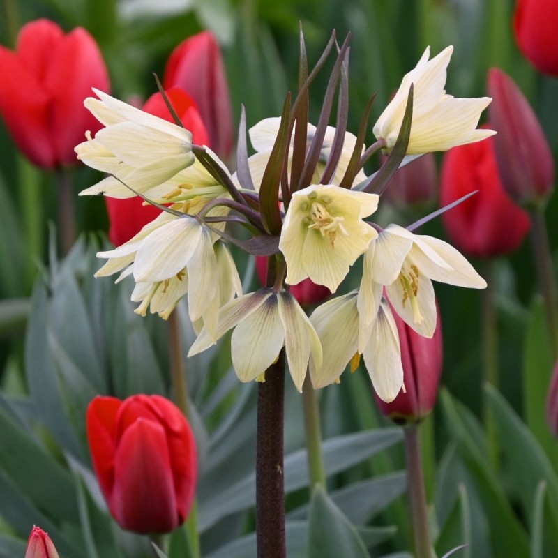 Fritillaria raddeana