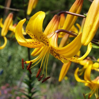 Lilium leichtlinii