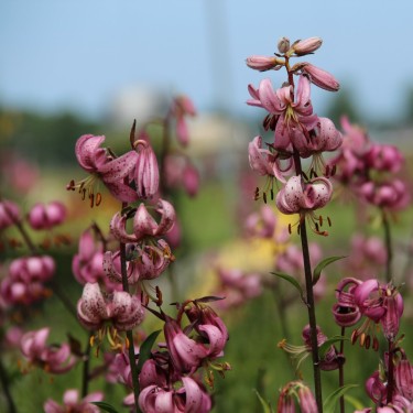 Lilium martagon