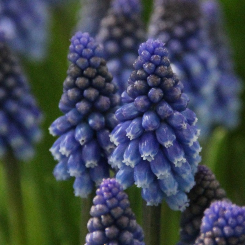 Muscari 'Bling Bling'