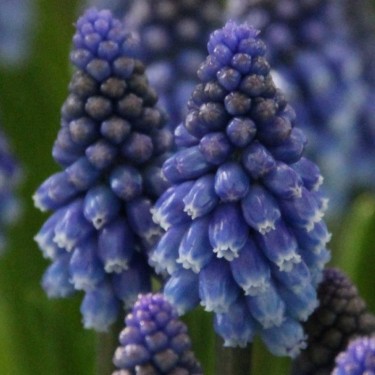 Muscari 'Bling Bling'