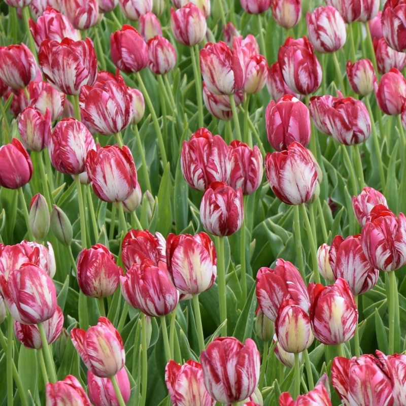 Tulipa 'Rubella' -broken-