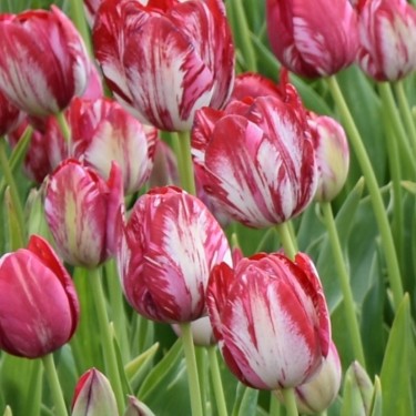 Tulipa 'Rubella' -broken-